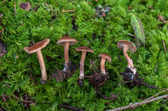 Inocybe nitidiuscula