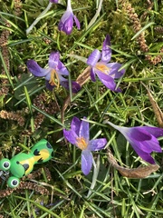 Crocus vernus