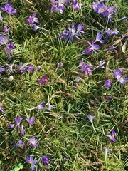 Crocus vernus
