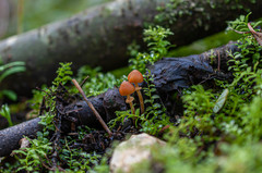 Conocybe blattaria