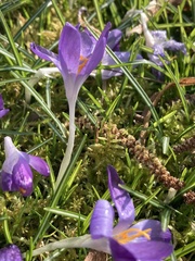 Crocus vernus
