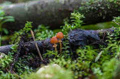 Conocybe blattaria
