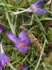 Crocus vernus