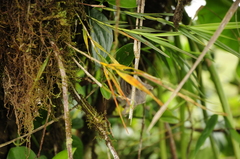 Scaphyglottis punctulata