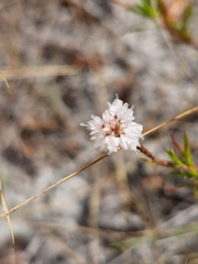 Polygonella robusta