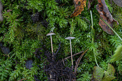 Strobilurus conigenus