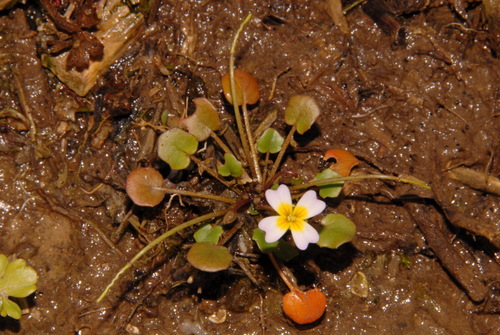 Image of Leavenworthia torulosa by (c) Brian Finzel, some rights reserved (CC BY-SA)