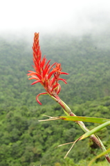 Pitcairnia bifrons
