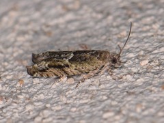 Pseudexentera haracana