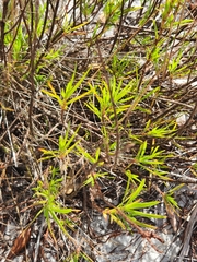 Polygonella robusta