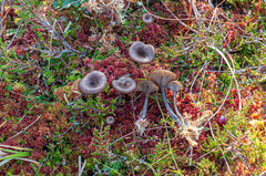 Arrhenia telmatiaea