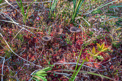 Arrhenia telmatiaea