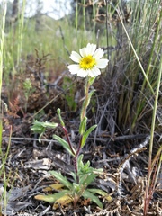 Layia glandulosa