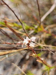 Polygonella robusta