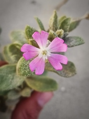 Silene succulenta