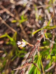 Polygonella robusta