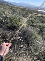 Hesperostipa comata