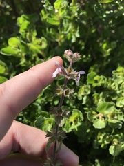 Stachys rigida quercetorum