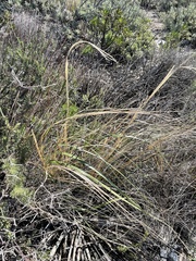 Hesperostipa comata