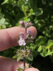 Stachys rigida quercetorum