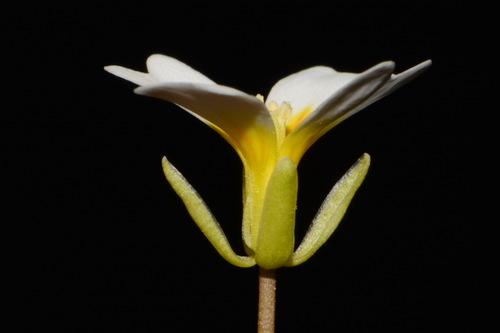 Image of Leavenworthia torulosa by (c) Brian Finzel, some rights reserved (CC BY-SA)