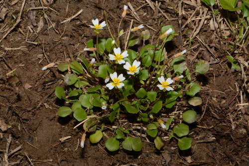 necklace gladecress (Leavenworthia torulosa)