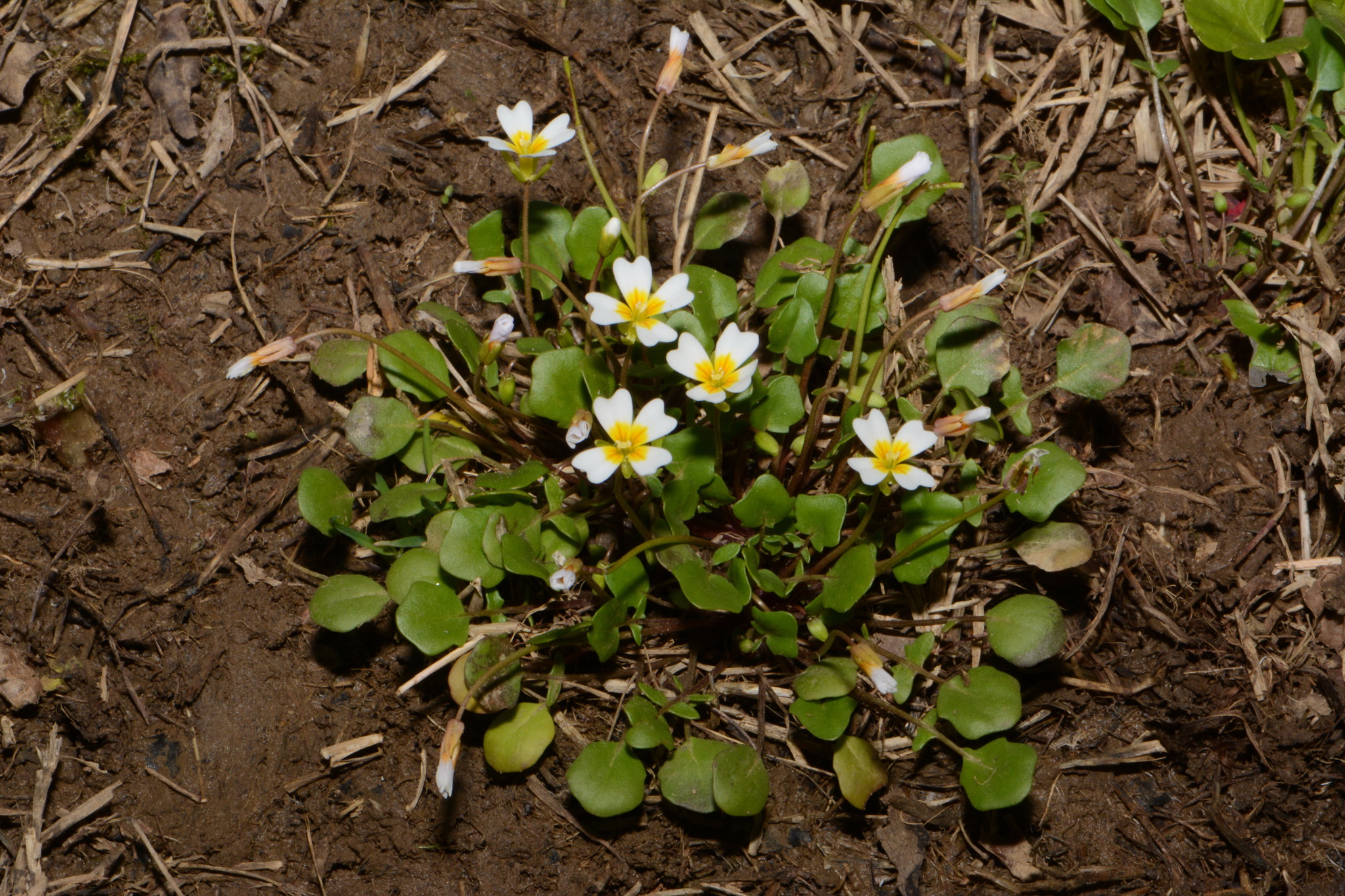 Leavenworthia torulosa