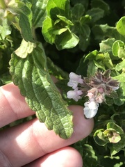 Stachys rigida quercetorum