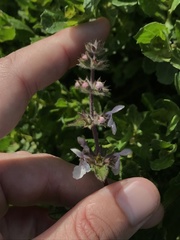 Stachys rigida quercetorum