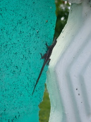 Anolis wattsii