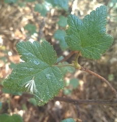 Ribes ciliatum