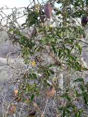 Marsdenia edulis
