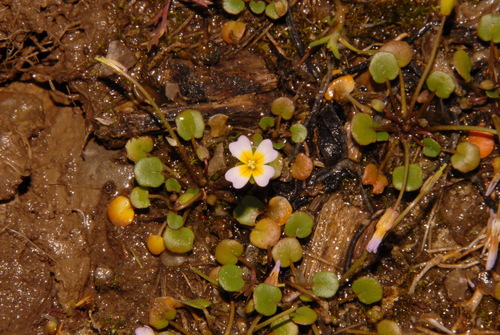 Image of Leavenworthia torulosa by (c) Brian Finzel, some rights reserved (CC BY-SA)