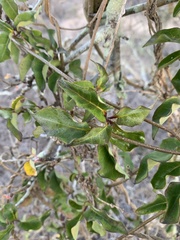 Marsdenia edulis