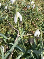 Galanthus nivalis