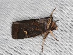 Proteuxoa hydraecioides