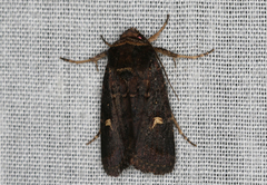 Proteuxoa hydraecioides