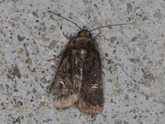 Proteuxoa hydraecioides