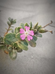 Silene succulenta