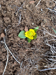Ranunculus glaberrimus ellipticus