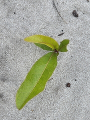 Geobalanus oblongifolius