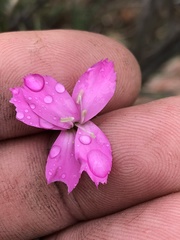 Dianthus basuticus