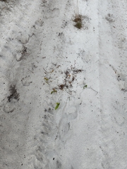 Geobalanus oblongifolius