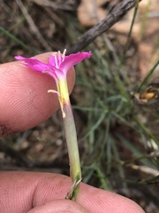 Dianthus basuticus
