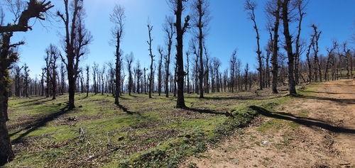 Image of Quercus afares by (c) Mehdi Chetibi, some rights reserved (CC BY)