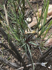 Dianthus basuticus