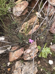 Dianthus basuticus