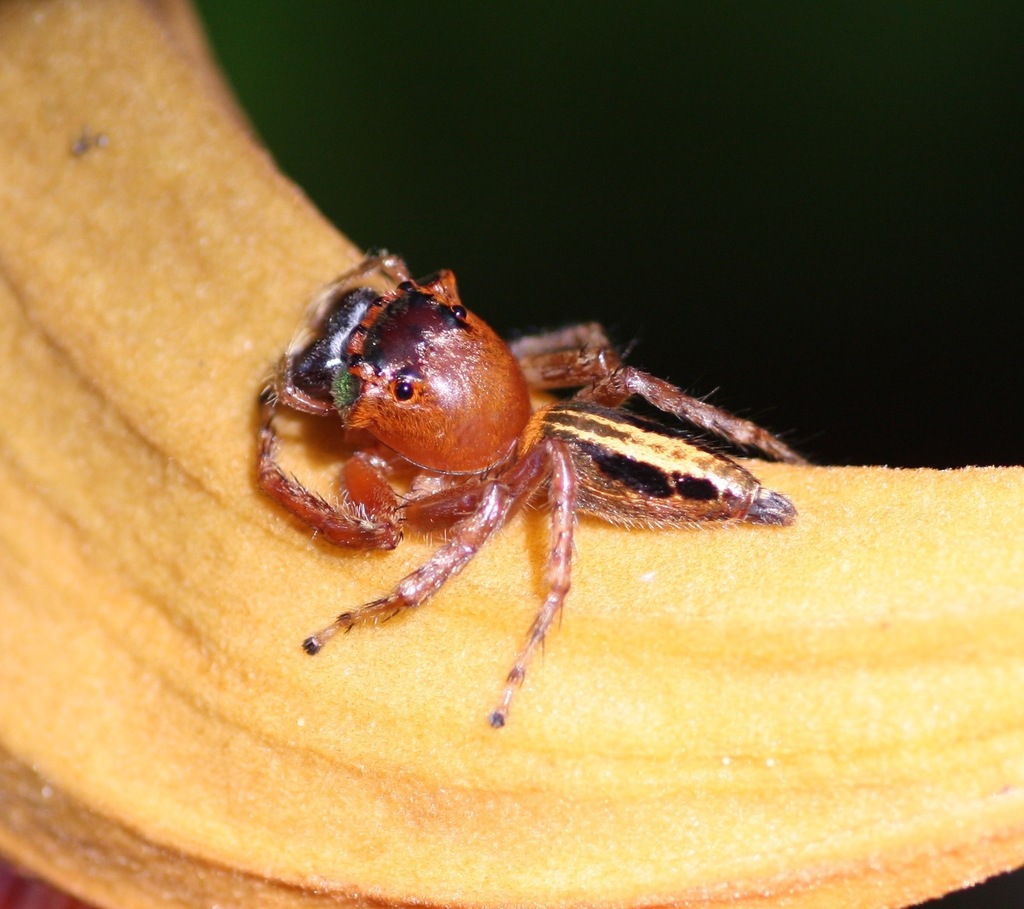 Jumping spider