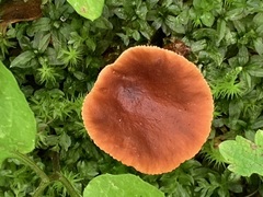 Lactarius badiosanguineus