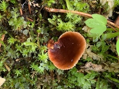 Lactarius badiosanguineus